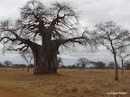 Tarangire Nationalpark