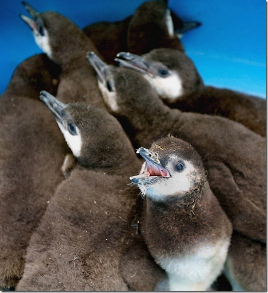 BABY PENGUINS