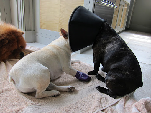 Sharkey, it rained last night and the grass is wet.  You know you're not supposed to get your bandage wet!