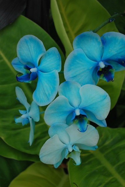 [6%2520-%2520Flowers%2520Blue%255B6%255D.jpg]