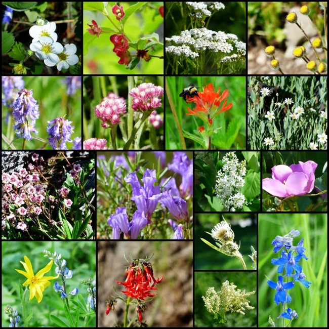 [Wildflowers-June-2014-800x8005.jpg]