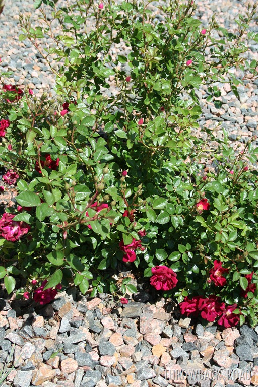 [garden%2520tour%2520may%252029%2520034%255B9%255D.jpg]