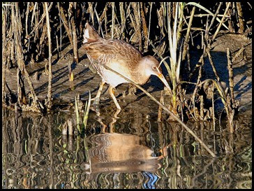 Birds - Clapper Rail