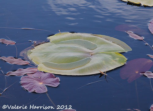 [9-lily-pad%255B2%255D.jpg]