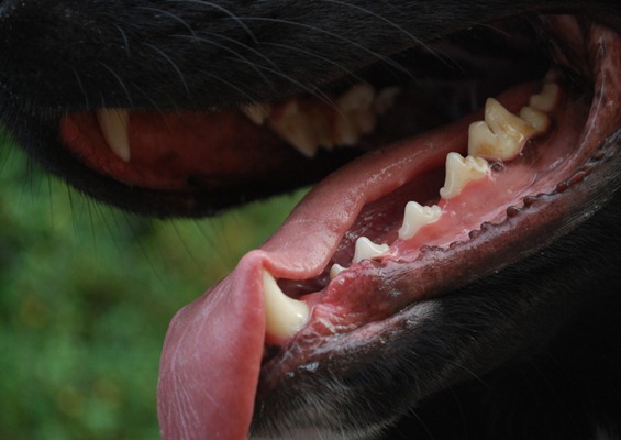 Boca do cachorro.