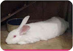 Once comfortable, companion bunnies can be as gregarious as a dog, each possessing their own unique personality and set of antics. Both playful and polite, Bella, above, loves having her forehead scratched and her cheeks caressed. She would do well in a stable home with kind, sane people and another bunny or two. Once comfortable, companion bunnies can be as gregarious as a dog, each possessing their own unique personality and set of antics. Both playful and polite, Bella, above, loves having her forehead scratched and her cheeks caressed. She would do well in a stable home with kind, sane people and another bunny or two.
