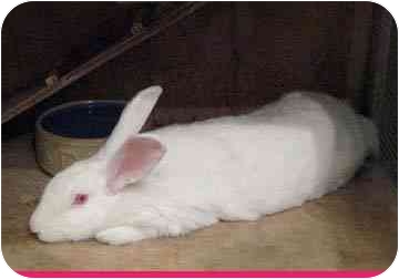 Once comfortable, companion bunnies can be as gregarious as a dog, each possessing their own unique personality and set of antics. Both playful and polite, Bella, above, loves having her forehead scratched and her cheeks caressed. She would do well in a stable home with kind, sane people and another bunny or two.
