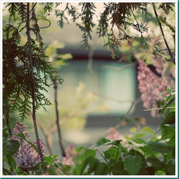 Cottage Window Through Lilac Tree