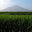 Rice Fields and Gunung Guntur