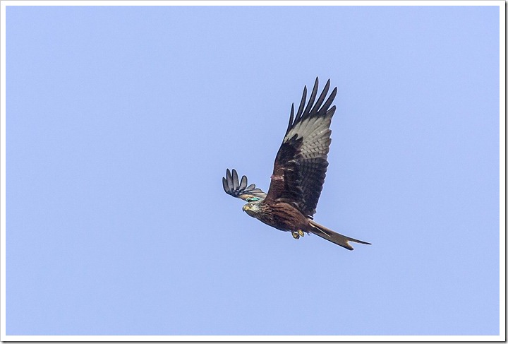 Red Kite