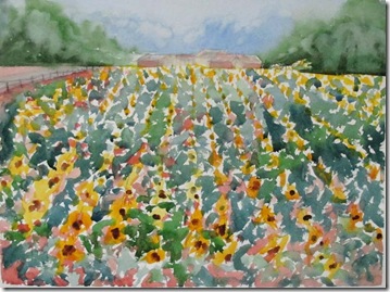 sunflowers in september