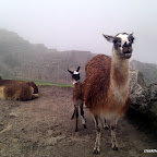 Alpaca family that lives at Machu Picchu