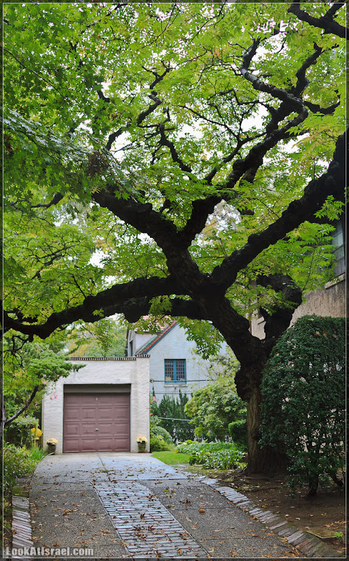 Америка 2.0 / Нью Йорк   Forest Hills (foto america  фото природа дождь и снег new york  20111019 usa ny forest hills 024 9094)
