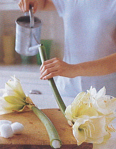 Flowers with hollow stems need to stay full of water. After pouring water into the stem, either plug it with cotton balls or put your finger over the bottom to keep the water in, put the flower in a vase, then remove your finger when stem is under water. (The Best of Martha Stewart Living -- Arranging Flowers)