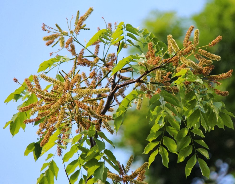 [Erythrophleum-suaveolens11.jpg]