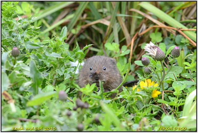 [Slimbridge%2520WWT%2520D800%2520DX%2520X%2520%252004-08-2013%252013-48-42%255B3%255D.jpg]