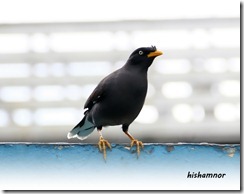 bird2a