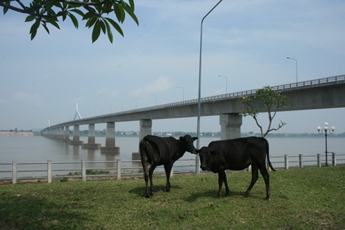 cau huu nghi 2