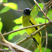 Black-headed Bulbul-08.jpg