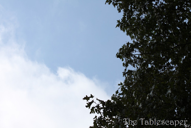Fall Leaves 050