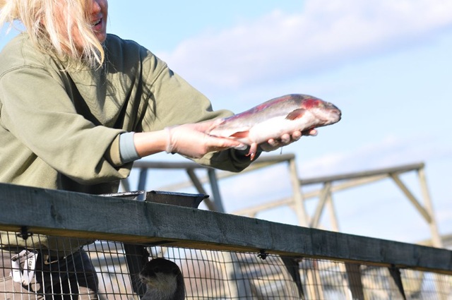 [Trout%2520being%2520thrown%2520to%2520Otters%2520DSC_0432%255B5%255D.jpg]