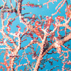 How many seahorses??