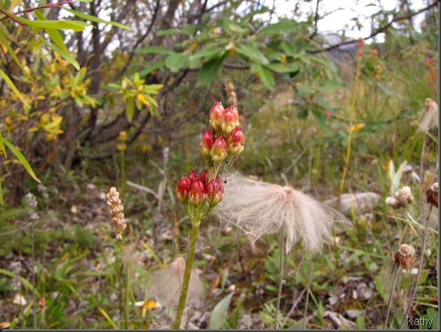 Interesting seed head