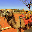 Johnny The Camel Is Excited About The Day Ahead - Yulara, Australia