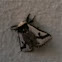Moth