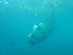 Manta point 2, Nusa Penida Manta point 2, Nusa Penida