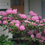 Naapurin alppiruusu