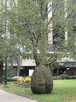 Bottle tree, ANZAC Square