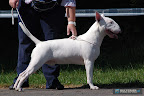 Bullyview Little White Man