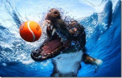 perros bajo el agua (5)