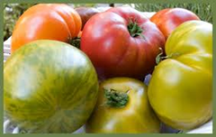 tomates tomates