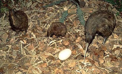 [kiwi%255B4%255D.jpg]