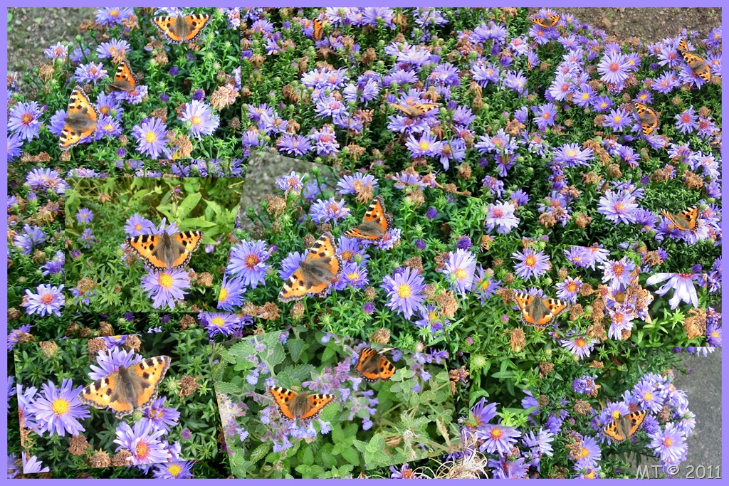 [Butterfly-Park-1109049.jpg]