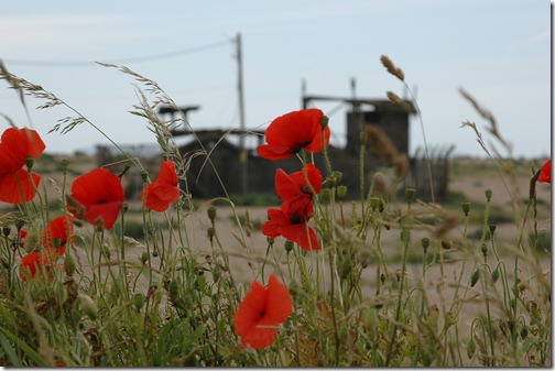 dungeness 007