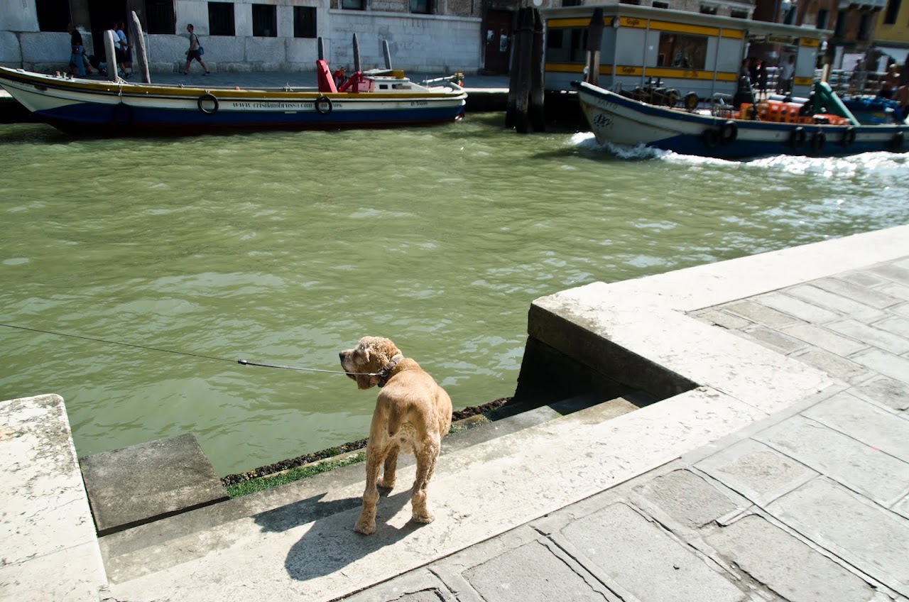 Chewy exploring Venice