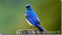 bird-Blue bird-cute bird-bird photo-bird picture-bird photography