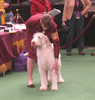 Spinoni Italiano stacked