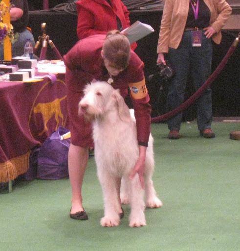 Spinoni Italiano stacked