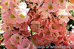 Marialva - Glória Ishizaka -  rosas