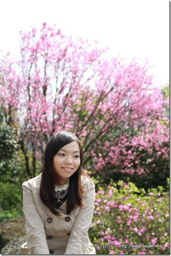 2010陽明山花季-觀景亭 2010陽明山花季-觀景亭