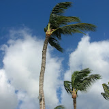 Stoic Palm Tree