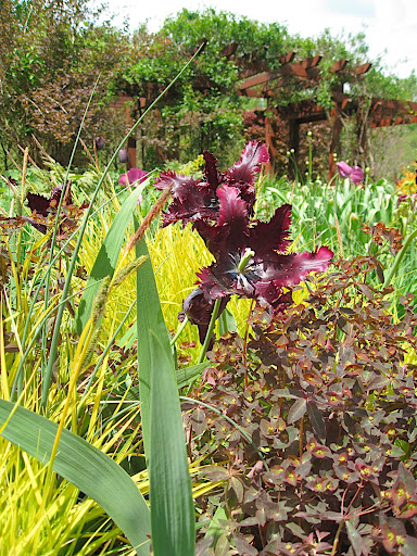 Yellow carex, burgundy euphorbia, and a maroon fringed tulip - this small moment so perfectly compliments the larger whole, and especially the pergola in the background.