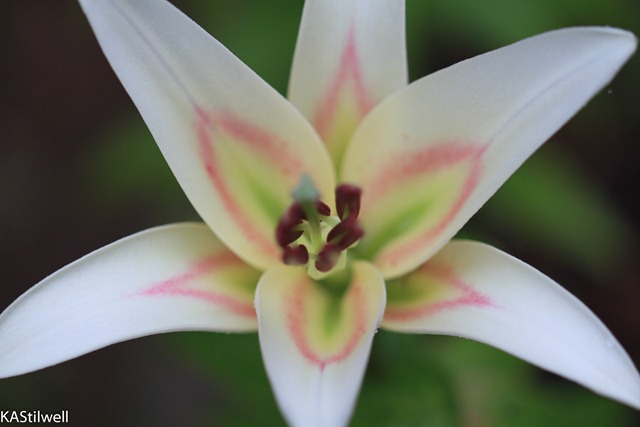 [name%2520this%2520lily-3%255B2%255D.jpg]