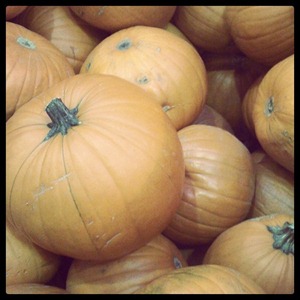 20111019 pumpkins (2)