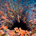 Diadema - Photo (c) DavidR.808, some rights reserved (CC BY-NC-SA)