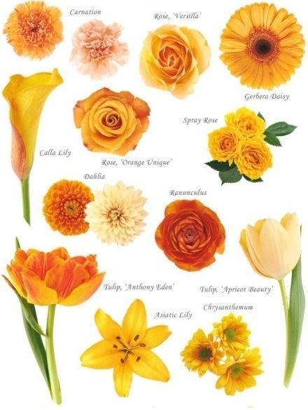 Know Your Flowers 2